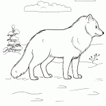 Polarfuchs