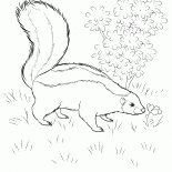 Skunk der Suche nach Nahrung