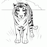 Tiger in der Wüste