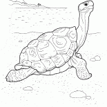 Turtle auf dem Meer