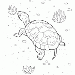 Schildkröte auf dem Strand