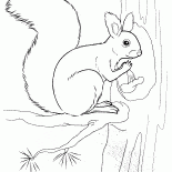 Eichhörnchen, das eine Mutter