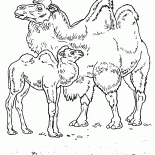 Kamele in der Wüste
