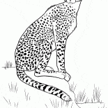 Cheetah auf der Jagd