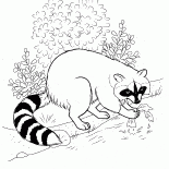 Raccoon fanden das Essen