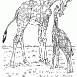 Giraffen in Afrika