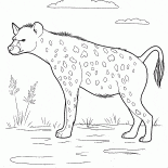 Hyena auf der Jagd