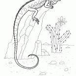 Leguan auf einem Felsen