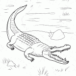 Crocodile hat onshore kommen