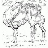 Llamas in der Wüste