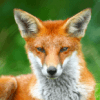Tiere