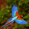 Fliegen