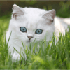 Katzen