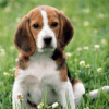 Hunde