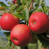Blätter und Früchte