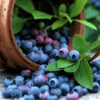 Beeren
